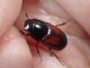 Biralus sp.